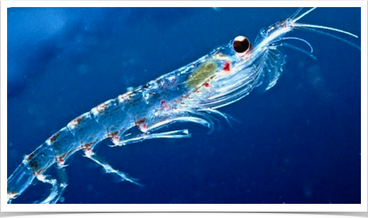 Antarctic Krill (Euphausia superba) research - population ecology and growth studies.